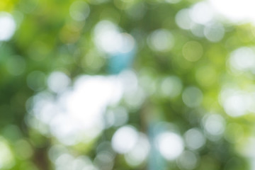 Natural green blurred bokeh leaf background.