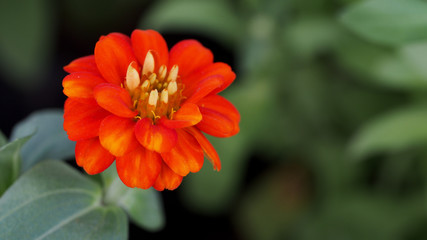 Orange Zinnia Blooming