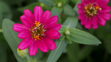 Obraz premium Pink Zinnia Blooming