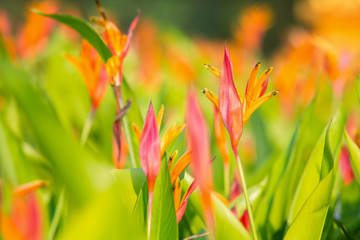 Bird of paradise flower