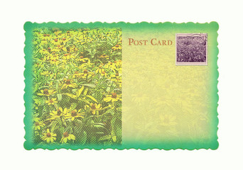 flowers Postcard 