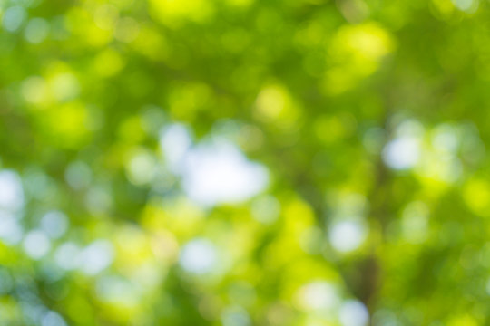 Natural image of a green blurred background