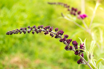 Lilac isolated on blurry background