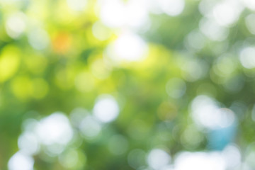 Green leaf blurred background in natural spring green and blue c