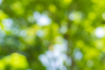 Fototapeta na wymiar Green leaf blurred background in natural spring green and blue c