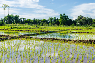 Paddy fields sprout