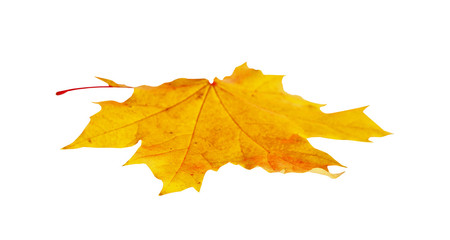 Autumn maple leaf isolated on white background