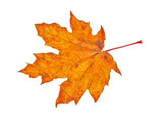 Autumn maple leaf isolated on white background