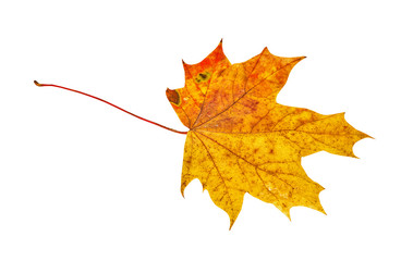 Autumn maple leaf isolated on white background