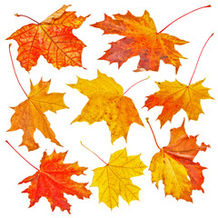 Set of Autumn maple leaves isolated on white background