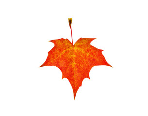 Autumn maple leaf isolated on white background