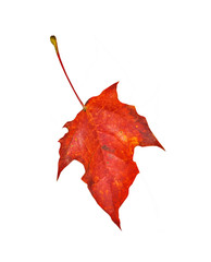 Autumn maple leaf isolated on white background