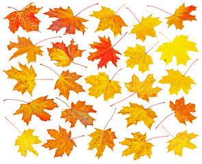 Set of Autumn maple leaves isolated on white background