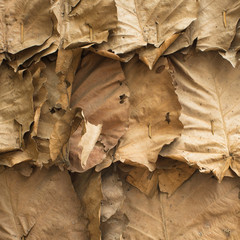 Dry brown leaves texture of tropical almond, Terminalia catappa