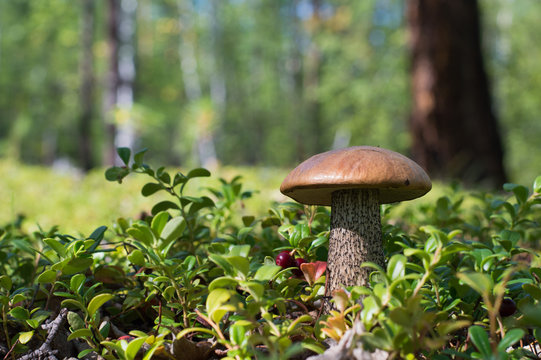 гриб подосиновик в кустах брусники на фоне смешанного леса
