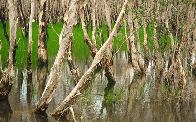 Melaleuca Cajuputi swap forest wetland