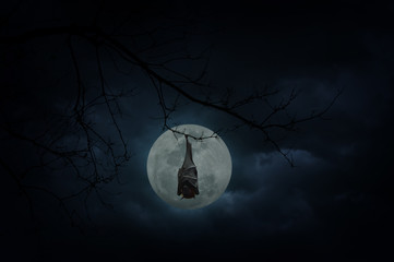 Bat sleep and hang on dead tree over moon and cloudy sky, Myster
