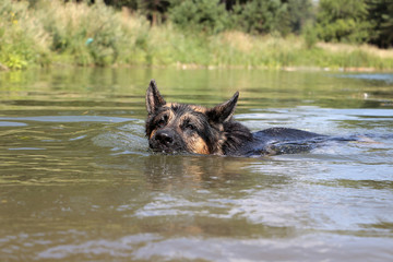 German shepherd swims in the water in summer day