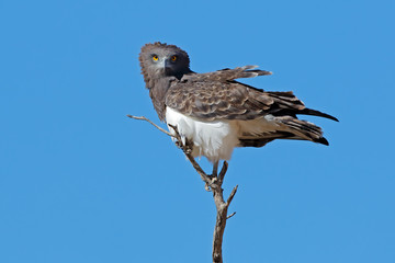 Black-breasted snake eagle (Circaetus gallicus) perched on a branch, Kalahari, South Africa.