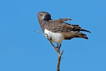 Crédence de cuisine en verre imprimé Aigle Black-breasted snake eagle (Circaetus gallicus) perched on a branch, Kalahari, South Africa.