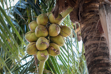 background of coconuts on the tree