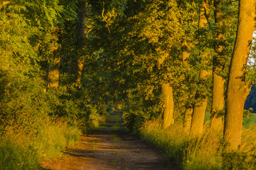 Obraz premium old oak alley in the morning light