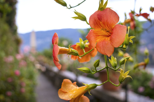 Detail of a trumpet flower
