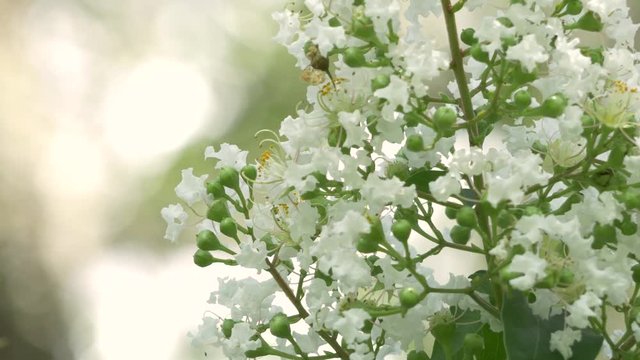 White Crepe Myrtle Flowers Bloom on Beautiful Day, 4K