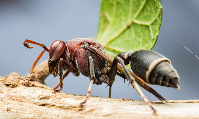 Wasps, yellow and black hazard