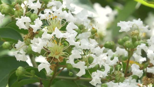 Closeup of White Crepe Myrtle Flower Blossoms
