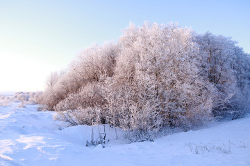Trees in cold winter day and snow