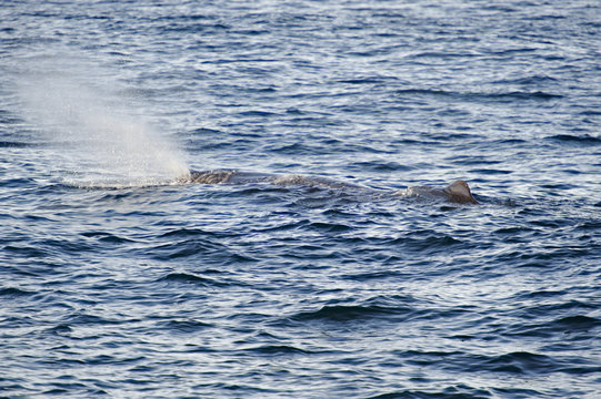 Sperm Whale breathing