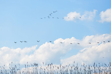 Flying white pelicans