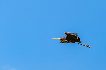 Flying purple heron