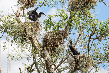 Nesting great cormorants on dried up tree