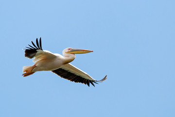 Great white pelican