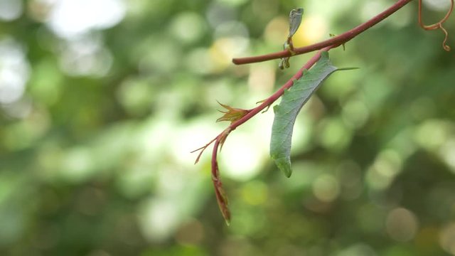 Green Hornworm Caterpillar Hanging from Vine, 4K