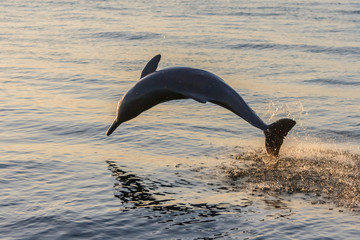 Dolphin