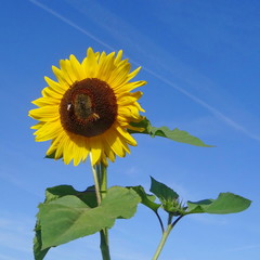 sunflower withe the bumblebee