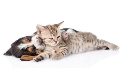 Fototapeta premium Kitten and basset hound puppy sleeping together. isolated on white