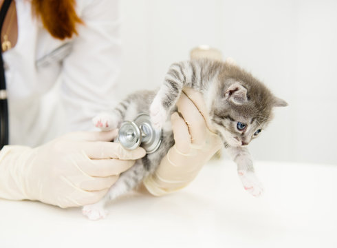 Female veterinarian examining a kitten with stethoscope in clini