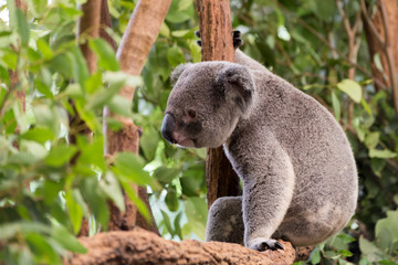 Sitting Koala