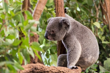 Sitting Koala