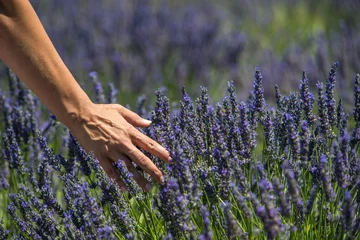 Fotobehang Lavender field © forcdan