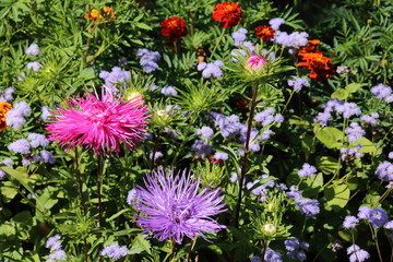 Pink and violet aster autumn flowers