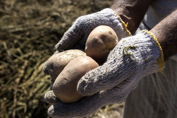 potato cultivation