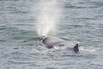 Naklejka premium Sperm Whale breathing