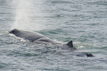Fototapeta premium Sperm Whale breathing