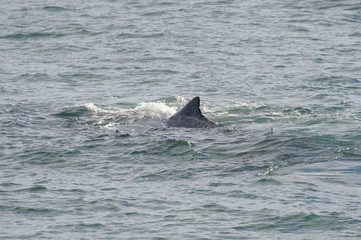 Fototapeta premium Sperm Whale diving