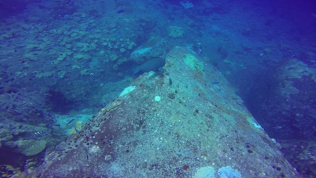 Giant school of fish tropical reef, shot in the Red Sea, Sudan underwater shot, total shot